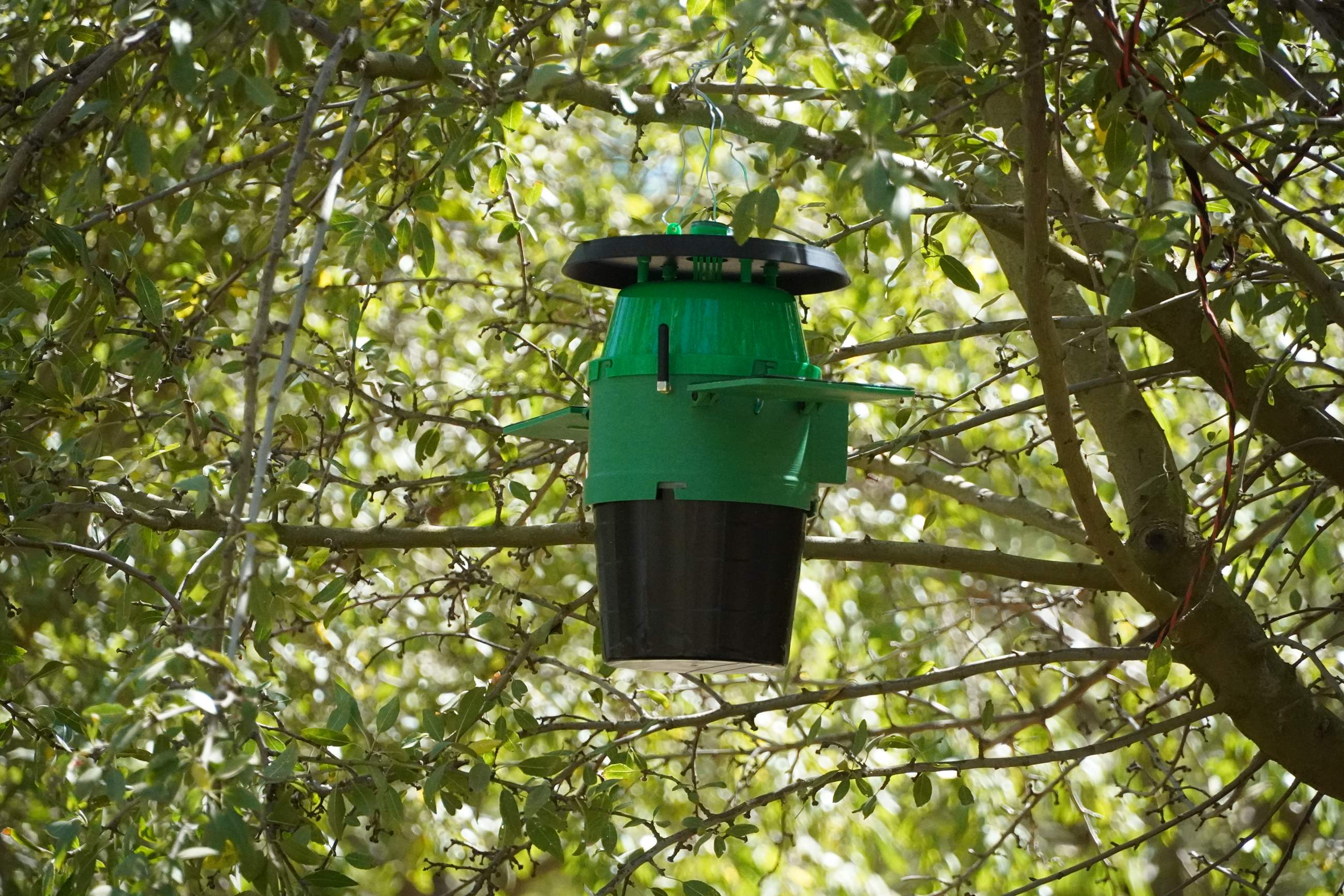 A SmartTrap hanging in the canopy of an almond tree