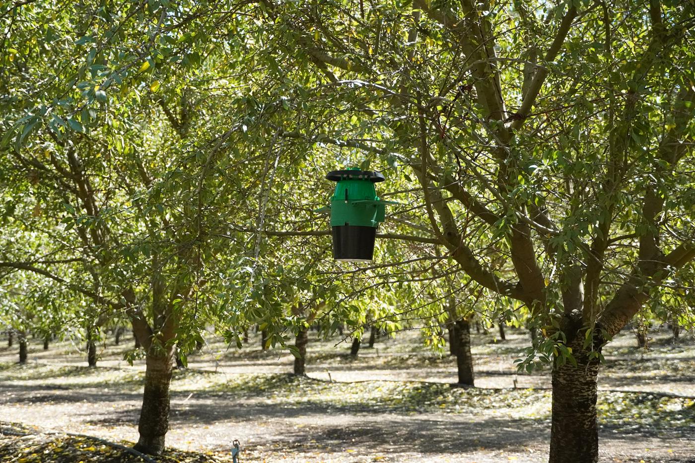 SmartTrap installed in an almond orchard